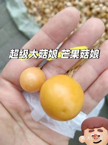 第一见这种超级大菇娘，名字芒果菇娘，