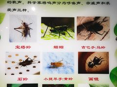 -上海昆虫博物馆