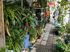 -溪岸路花鸟市场