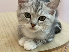 -猫咪派对(江南西店)