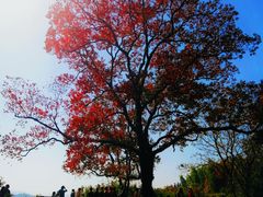 -塔川景区