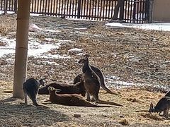 -新疆天山野生动物园