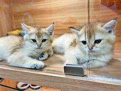 -猫十亿·布偶金渐层·曼基康矮脚猫舍(青年路店)