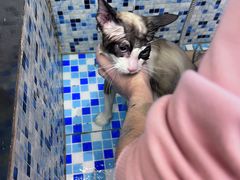 -FAELING PETS美天灵宠物(富力广场店)