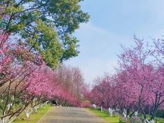 -上海海湾国家森林公园