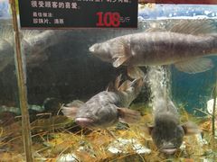 -百鱼庄(仙葫店)