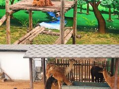 -西霞口神雕山野生动物世界