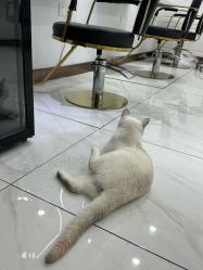 -镁连社·美联社
