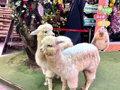 -正佳雨林生态植物园