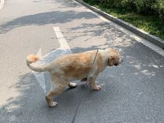 -申普宠物医院·心脏介入·心血管微创(总院)