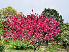 -北京西山国家森林公园