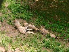 -大连森林动物园