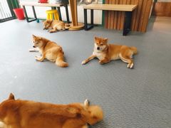 -柴源莊·柴小宠柴犬咖啡