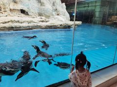 -帝企鹅自助餐厅•儿童岛•真企鹅(长隆企鹅酒店)