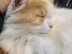 -平行世界·猫咖(首经贸店)