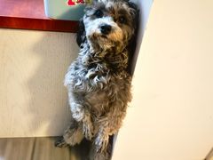 -宠颐生宠物医院·犬猫全科·皮肤科(商业街店)