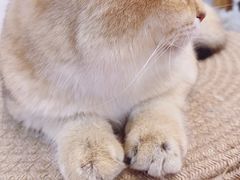 -小小班私人影院·猫咖(万达茂广场店)