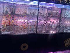 -中环花鸟鱼虫市场