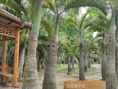 -海口火山口国家地质公园