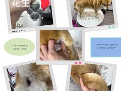 -读宠于你·约克夏比熊·睫角守宫·爬宠售卖(高新店)