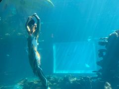 -海棠湾洲际-涛·海底餐厅·美人鱼·自助餐·海底隧道