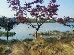 -尚贤河湿地