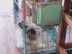 -志龙皇冠吃货椰子铺