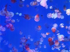 -海合安青岛极地海洋公园