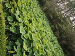 -合肥滨湖国家森林公园