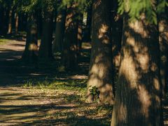 -上海共青森林公园