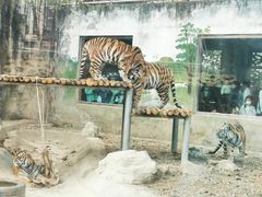 -成都动物园