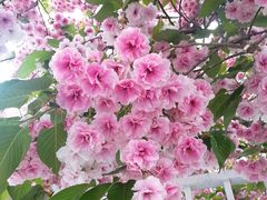 -北京师范大学附属中学