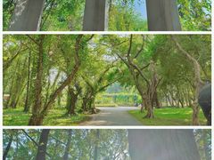 -中国科学院华南植物园