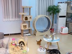 -喵宠乐园·撸猫互动·猫舍