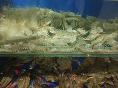 水产区-春华海鲜城(广场西苑店)