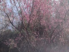 -桃花岭景区