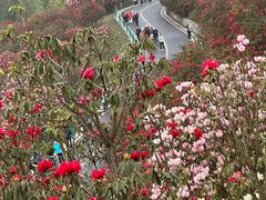 -贵州百里杜鹃风景名胜区