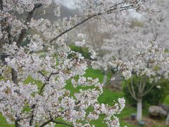-羊山湖公园