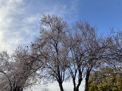 -两河城市森林公园