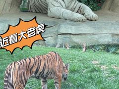 -北京野生动物园