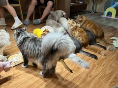 -MOCHA明星猫咖(田子坊店)