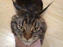 -Pets First伊珊娜洗护·精致美容·家庭式寄养(新会路店)