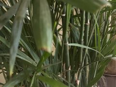 -闯关东东北农家菜(崂山石老人店)