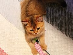 -猫大福·Fortune Cat猫舍(百子湾店)