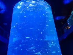 -青岛海底世界-水族馆