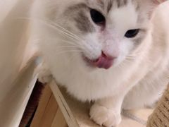 -Heymao猫咖.咖啡厅(东门店)