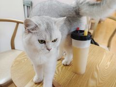 -猫咪派对(江南西店)