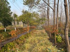 -合肥滨湖国家森林公园