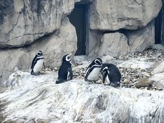 -上海野生动物园