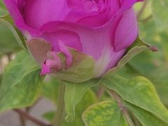 -国家植物园南园